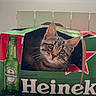 cat, tabby_cat, box, cardboard, beer_box, heineken, curious, pet, indoor, window, light, feline, animal, cute, face, whiskers, ears, sitting, cardboard_cutout, home