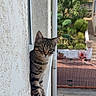 Nuggets participe au concours pour gagner de l'argent avec cette photo : cat, tabby, animal, pet, outdoor, wall, window, ledges, texture, garden, plants, house, building, curious, feline, young_cat, daylight, nature, urban, side_view