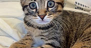 Nuggets participe au concours pour gagner de l'argent avec cette photo : kitten, tabby, cat, animal, pet, feline, whiskers, ears, eyes, fur, striped, cute, indoor, blanket, resting, young, curious, soft, cozy, portrait