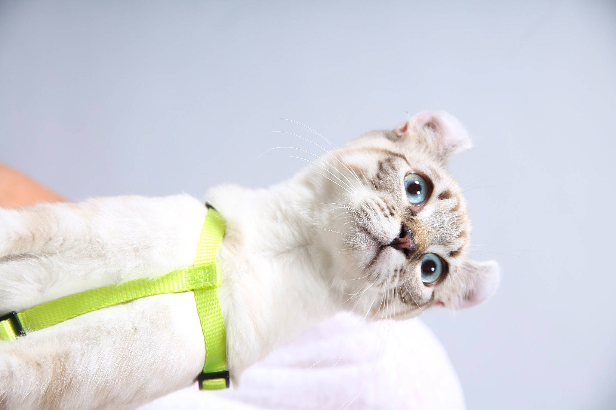 Fuji a rejoint le concours — aidez-le/la à gagner de superbes lots ! canidae, carnivore, cat, claw, companion_dog, domestic_short_haired_cat, fang, fawn, felidae, fur, gesture, paw, sleeve, small_to_medium_sized_cats, snout, tail, terrestrial_animal, whiskers