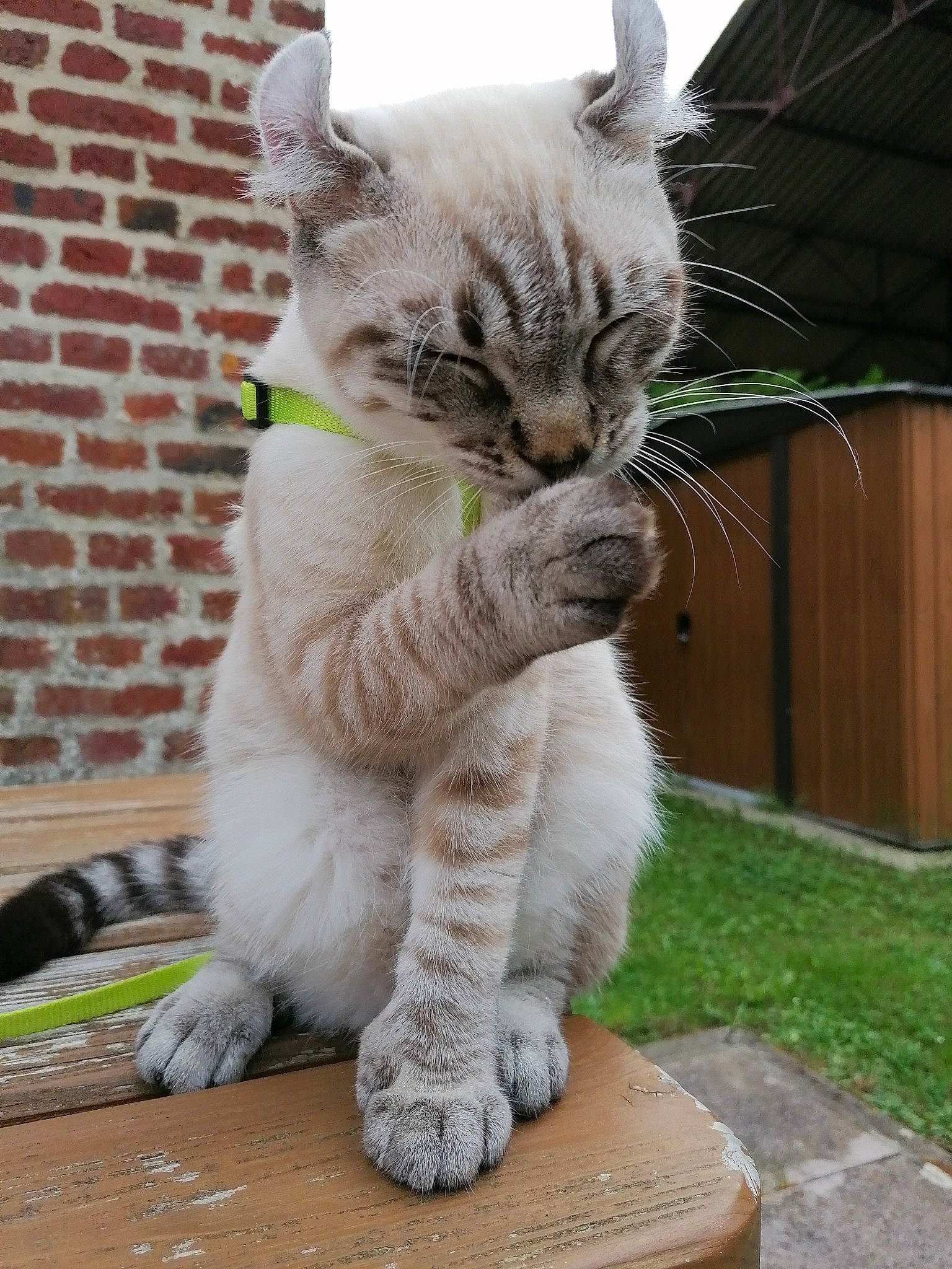 Fuji participe au concours pour gagner de l'argent avec cette photo : brickwork, carnivore, cat, claw, domestic_short_haired_cat, fawn, felidae, fur, grass, paw, plant, sitting, small_to_medium_sized_cats, snout, tail, terrestrial_animal, whiskers, wildlife, window