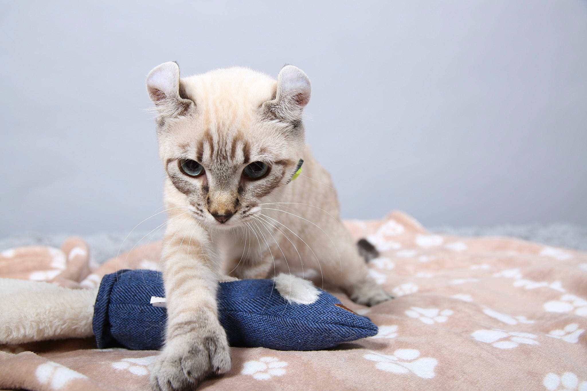 Fuji participe au concours pour gagner de l'argent avec cette photo : carnivore, cat, claw, comfort, domestic_short_haired_cat, fawn, felidae, fur, paw, sitting, small_to_medium_sized_cats, snout, tail, terrestrial_animal, whiskers, wildlife