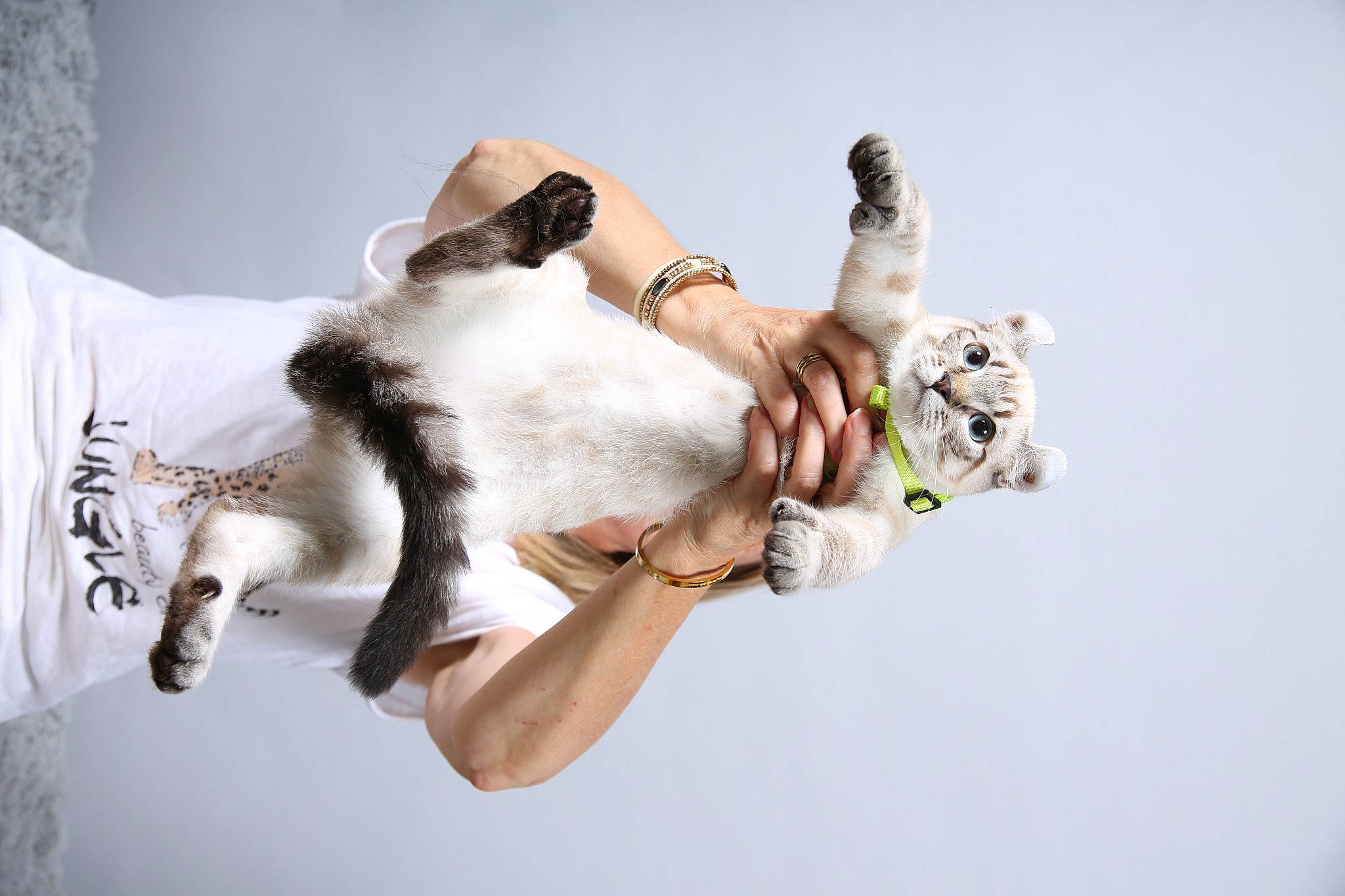 Fuji a rejoint le concours — aidez-le/la à gagner de superbes lots ! art, canidae, carnivore, companion_dog, dog, dog_breed, eyewear, fawn, felidae, flash_photography, fur, gesture, happy, human_leg, paw, sporting_group, tail, whiskers, wrist