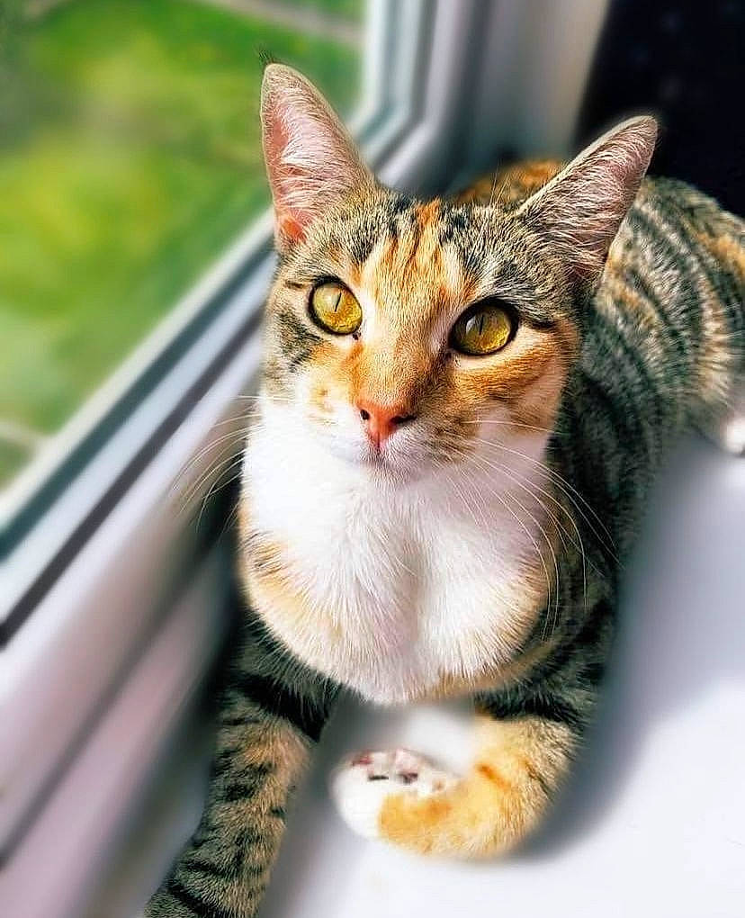 Galaxy is registered to the contest to win money with this photo: art, carnivore, cat, claw, domestic_short_haired_cat, eye, felidae, fur, grass, paw, sitting, small_to_medium_sized_cats, snout, tail, terrestrial_animal, whiskers, wildlife, window