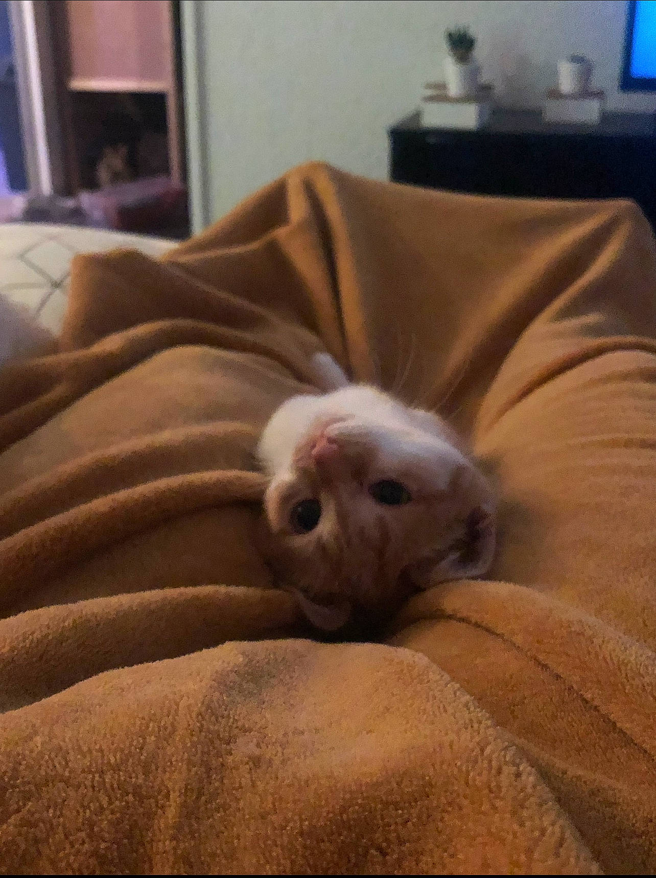 Zou a rejoint le concours — aidez-le/la à gagner de superbes lots ! carnivore, cat, cloud, comfort, companion_dog, couch, dog_breed, fawn, felidae, fur, hardwood, linens, picture_frame, small_to_medium_sized_cats, snout, sporting_group, tail, television, whiskers, wood