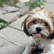Jade is registered to the contest to win money with this photo: dog, pet, cute, tongue_out, topknot, fur, outdoor, patio, stone_tiles, stick, animal, canine, playful, closeup, leash, nature, grass, background_blur, young_dog, adorable