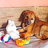 puppy, dog, brown, toy, plush_toy, blanket, wooden_box, indoor, pet, cute, animal, fur, lying_down, looking_at_camera, cozy, playful, young, small, resting, soft