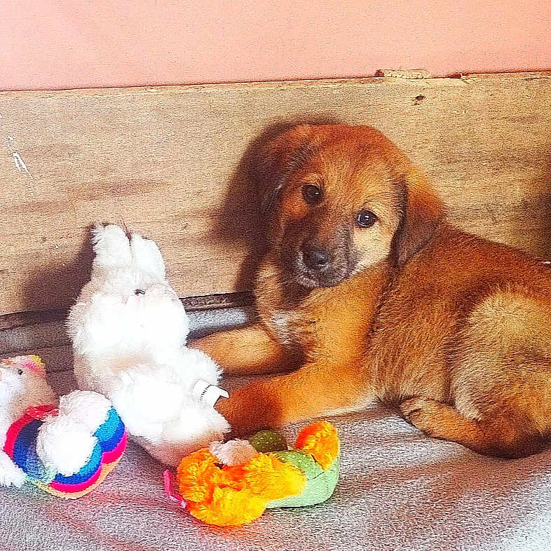 Bahia participe au concours pour gagner de l'argent avec cette photo : puppy, dog, brown, toy, plush_toy, blanket, wooden_box, indoor, pet, cute, animal, fur, lying_down, looking_at_camera, cozy, playful, young, small, resting, soft