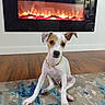 dog, puppy, indoor, floor, rug, fireplace, wood_floor, collar, pet, sitting, brown_and_white, small_dog, home, decor, modern, cute, animal, looking, front_view, relaxing