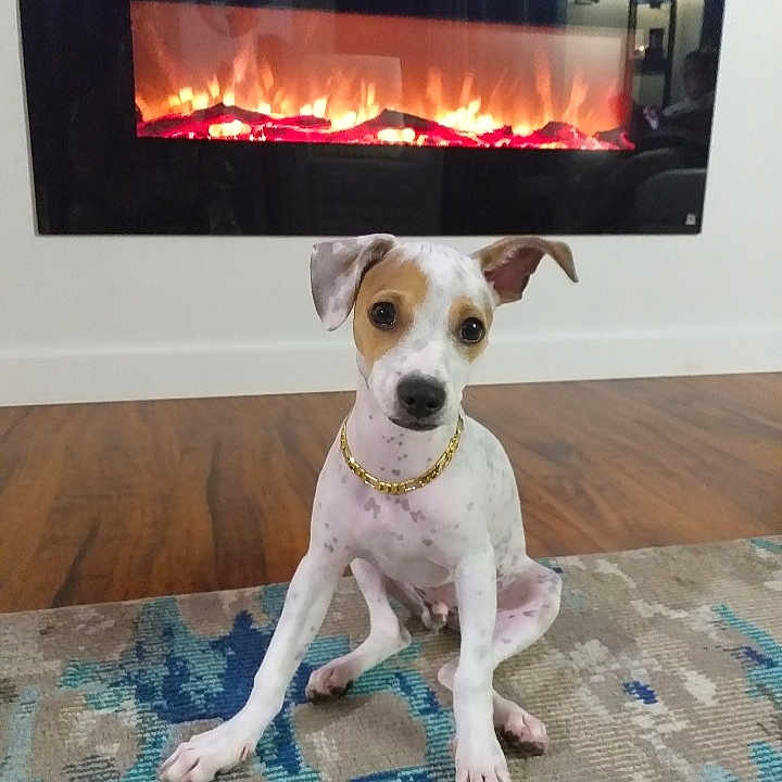 Kyoto joined the competition — help win amazing prizes! dog, puppy, indoor, floor, rug, fireplace, wood_floor, collar, pet, sitting, brown_and_white, small_dog, home, decor, modern, cute, animal, looking, front_view, relaxing