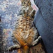 Dexter is registered to the contest to win money with this photo: animal, carpet, cat, couch, cute, domestic_cat, fluffy, funny_pose, fur, furniture, indoor, lying_down, paws, pet, relaxed, rug, striped, tabby, whiskers, wide_eyes