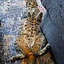 animal, carpet, cat, couch, cute, domestic_cat, fluffy, funny_pose, fur, furniture, indoor, lying_down, paws, pet, relaxed, rug, striped, tabby, whiskers, wide_eyes