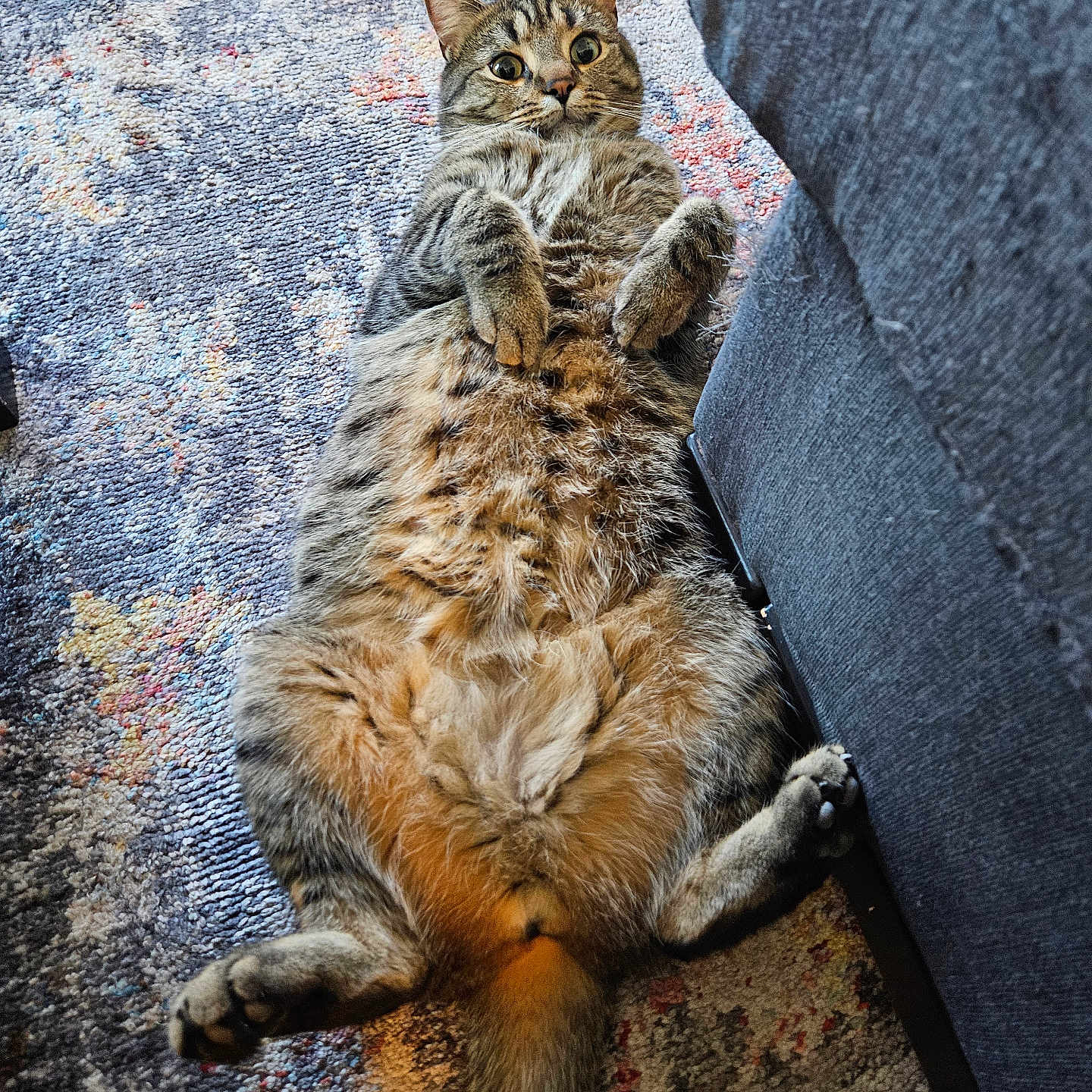 Dexter is registered to the contest to win money with this photo: animal, carpet, cat, couch, cute, domestic_cat, fluffy, funny_pose, fur, furniture, indoor, lying_down, paws, pet, relaxed, rug, striped, tabby, whiskers, wide_eyes