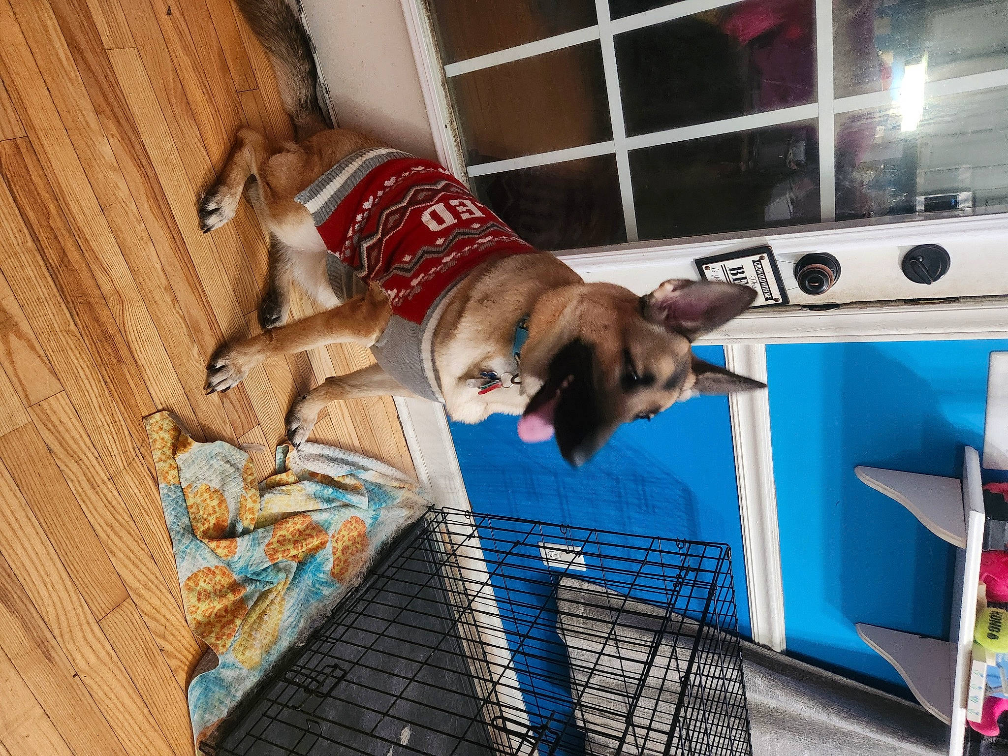 Maile is registered to the contest to win money with this photo: carnivore, comfort, companion_dog, dog, dog_supply, door, electric_blue, fawn, flooring, fun, hardwood, human_leg, leisure, pet_supply, room, sporting_group, wood, wood_stain, working_animal, wrist