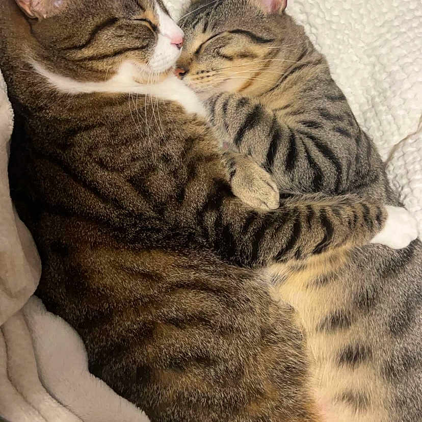 Pesto And Leo is registered to the contest to win money with this photo: abyssinian, animal, bed, blanket, cat, couch, cushion, egyptiancat, furniture, homedecor, kitten, manx, person, pet, sleeping