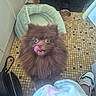 dog, pomeranian, brown_fur, pet_bed, dog_food_bowl, kitchen_floor, tile_floor, licking_nose, pet, indoor, footwear, sneaker, bag, leash, close_up, cute, furry, animal, companion, waiting