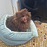 Caramel participe au concours pour gagner de l'argent avec cette photo : dog, pomeranian, pet_bed, brown_fur, happy_expression, indoor, dog_food, food_bowl, tiled_floor, small_dog, fluffy, fur, animal, canine, household, comfort, looking_up, cute, domestic, companion