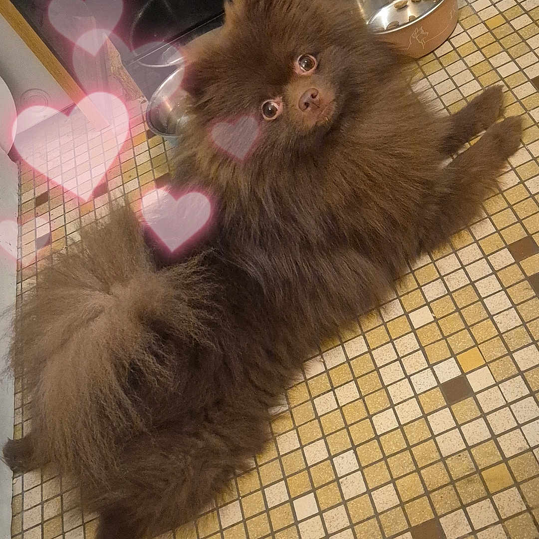 Caramel participe au concours pour gagner de l'argent avec cette photo : dog, brown, fluffy, pomeranian, pet, cute, indoor, floor, tile, food_bowl, looking_up, heart_effects, animal, small_dog, fur, companion, adorable, lying_down, kitchen, domestic