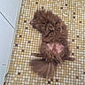 dog, brown, fluffy, lying_down, belly_up, floor, tile_floor, paws, relaxed, domestic_animal, pet, fur, indoor, cute, animal, mammal, tail, resting, canine, companion