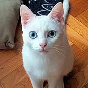 Dydy a rejoint le concours — aidez-le/la à gagner de superbes lots ! animal, blue_eyes, cat, close_up, cozy, curious, cute, domestic_cat, ears, feline, flooring, household, indoor, pet, portrait, sitting, tail, whiskers, white_cat, wooden_floor