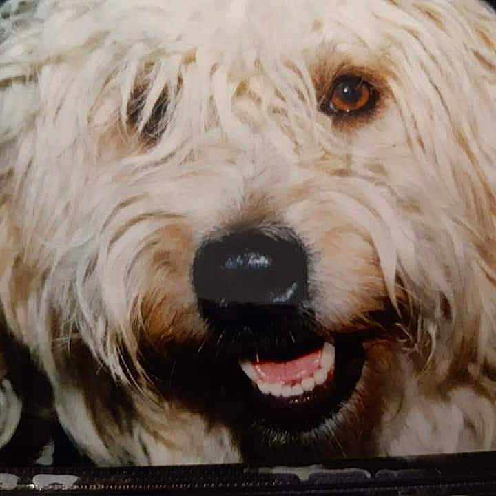 Tootsie