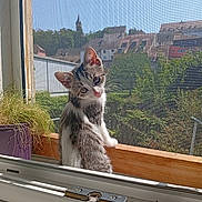 Jane a rejoint le concours — aidez-le/la à gagner de superbes lots ! kitten, cat, window, windowsill, mesh_screen, plant, purple_pot, sunlight, outdoor, village, buildings, sky, greenery, nature, daylight, curious, pet, animal, domestic_cat, wooden_sill