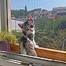 kitten, cat, window, windowsill, mesh_screen, plant, purple_pot, sunlight, outdoor, village, buildings, sky, greenery, nature, daylight, curious, pet, animal, domestic_cat, wooden_sill