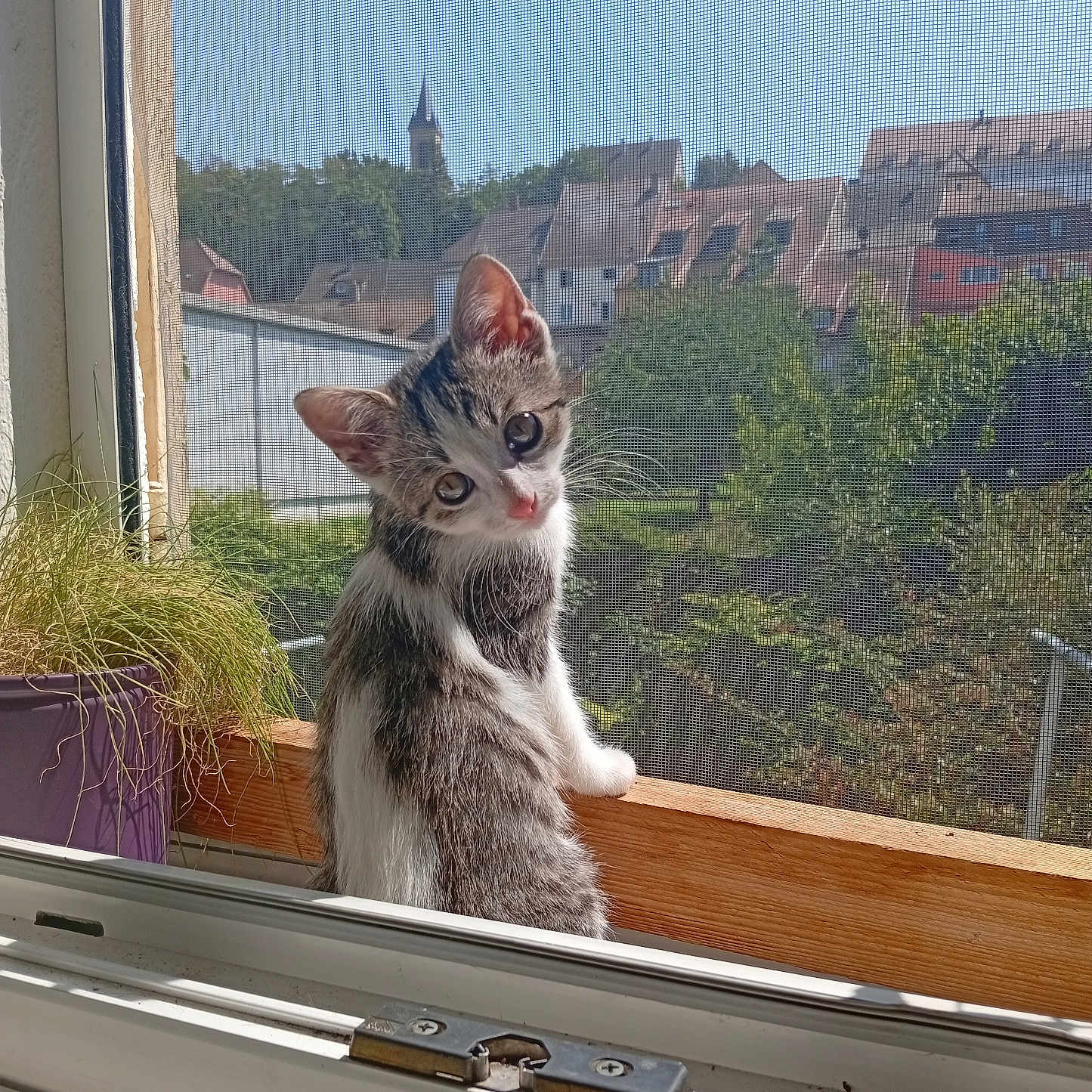 Jane a rejoint le concours — aidez-le/la à gagner de superbes lots ! kitten, cat, window, windowsill, mesh_screen, plant, purple_pot, sunlight, outdoor, village, buildings, sky, greenery, nature, daylight, curious, pet, animal, domestic_cat, wooden_sill