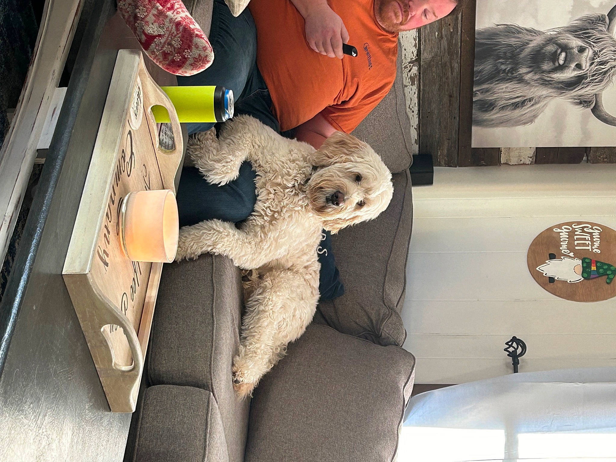 Mollie joined the competition — help win amazing prizes! art, auto_part, automotive_design, automotive_exterior, canidae, car_seat, chair, collection, companion_dog, fur, motor_vehicle, picture_frame, plush, room, sporting_group, stuffed_toy, toy, vehicle_door, visual_arts