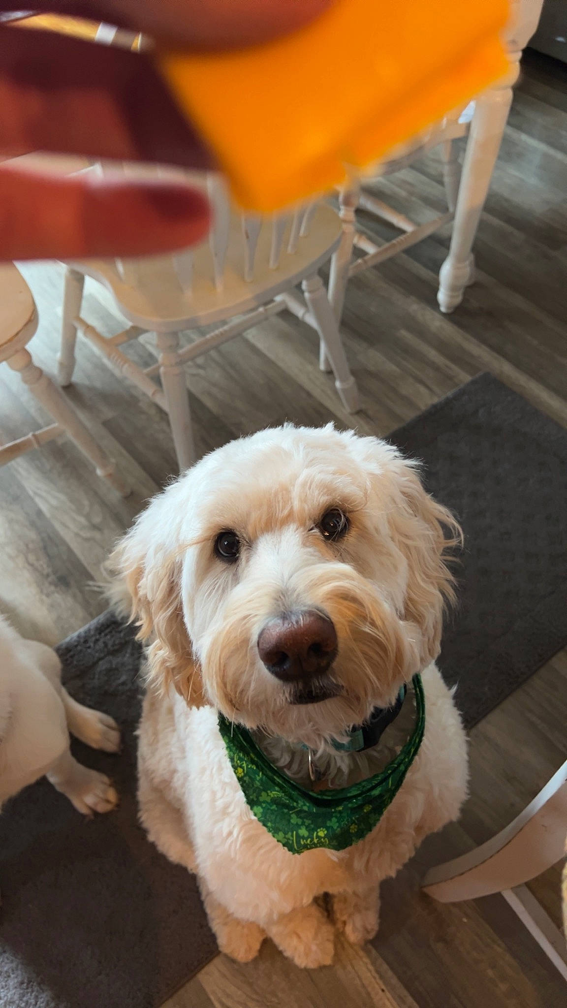 Mollie is registered to the contest to win money with this photo: carnivore, chair, collar, companion_dog, dog, dog_breed, dog_collar, flooring, fur, furniture, labradoodle, pet_supply, small_terrier, snout, sporting_group, terrier, toy_dog, white, wood, working_animal