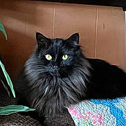 Mocha joined the competition — help win amazing prizes! animal, black_cat, calm, cat, closeup, cozy, cute, domestic_animal, feline, fur, green_leaf, indoor, long_hair, pet, plant, quilt, relaxed, resting, whiskers, yellow_eyes