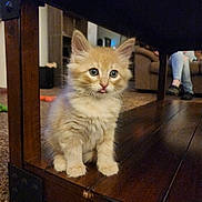 Merlin joined the competition — help win amazing prizes! animal, carpet, cat, couch, curious, cute, domestic, floor, fluffy, furniture, indoor, kitten, living_room, orange_cat, person, pet, sitting, small, tongue_out, wooden_table