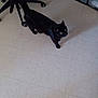 animal, black_cat, cat, chair_wheels, curious, domestic_cat, ears, feline, floor, home, indoor, legs, looking_up, office_chair, pet, plastic_drawers, quiet, shadow, tile_floor, whiskers