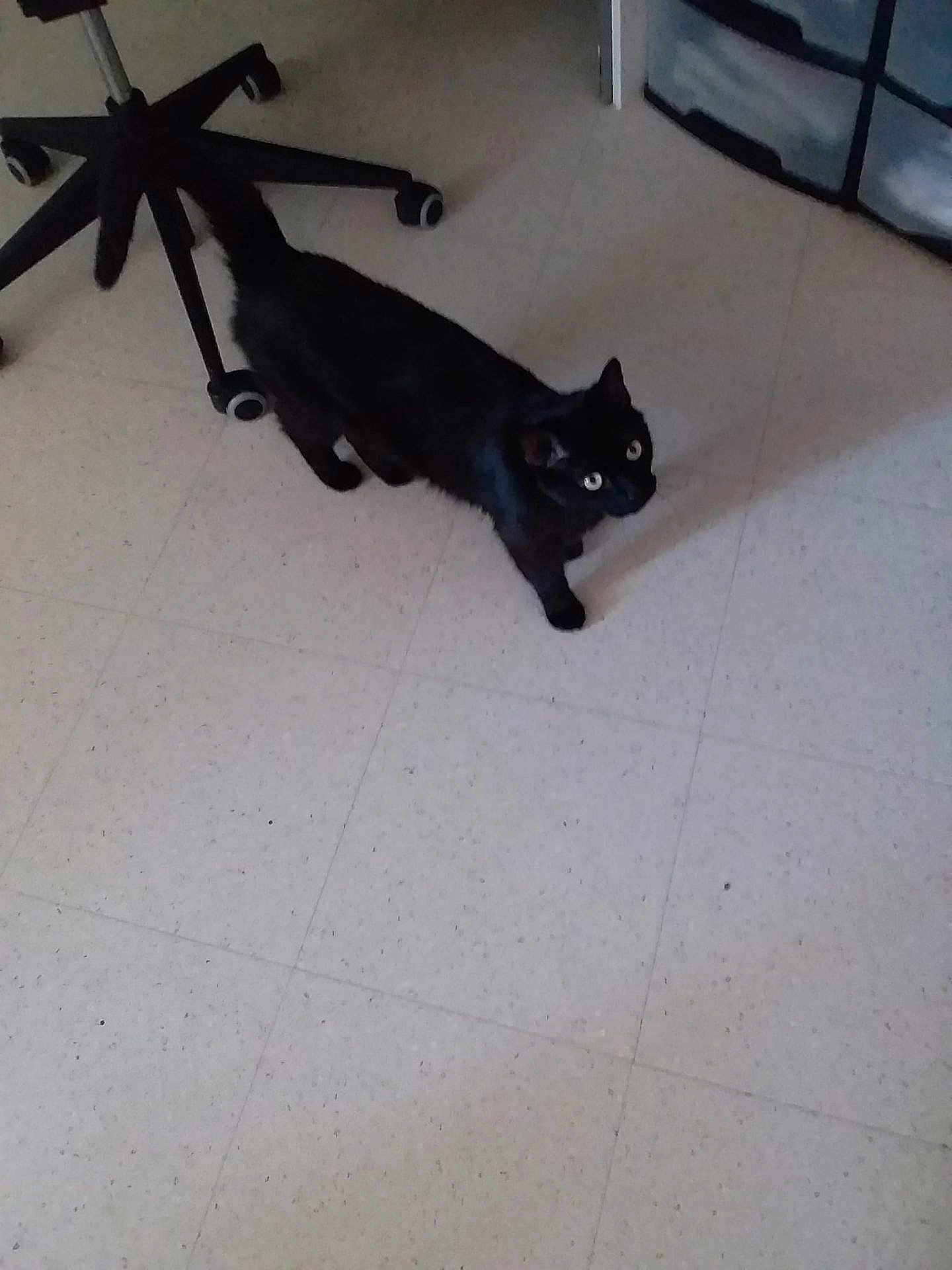 Felix