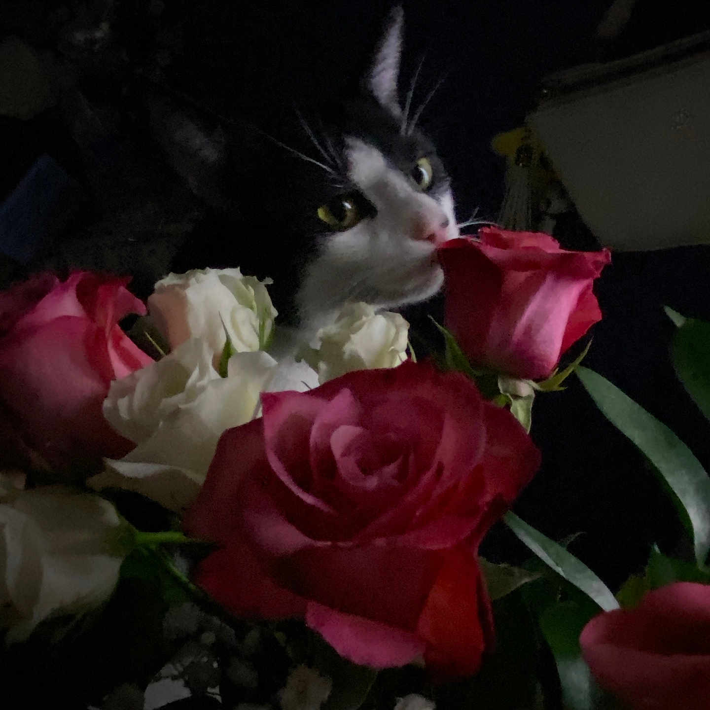 Kitty