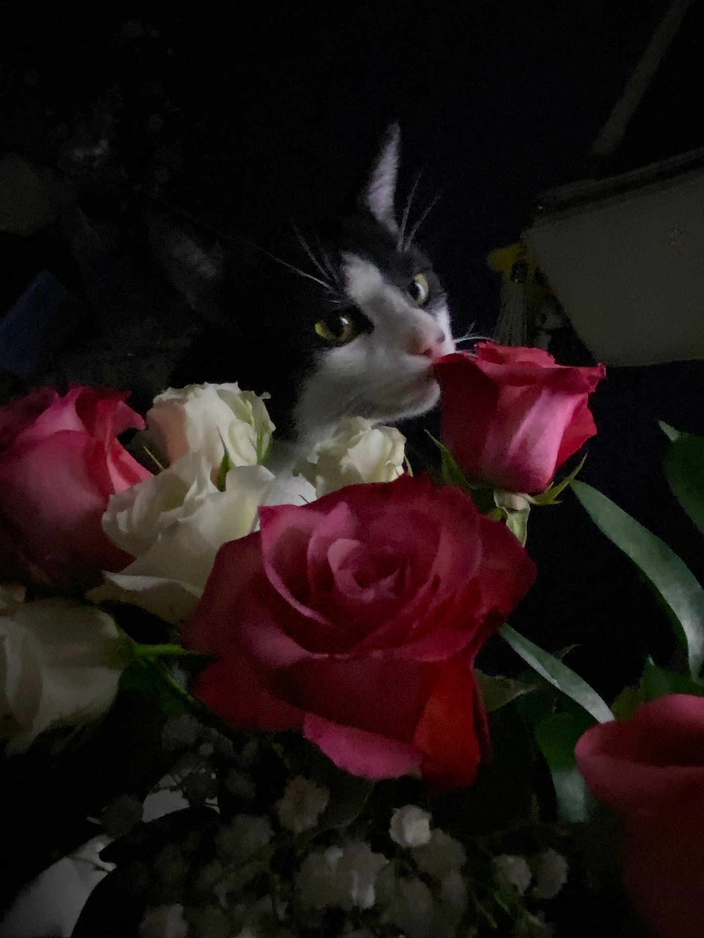 Kitty