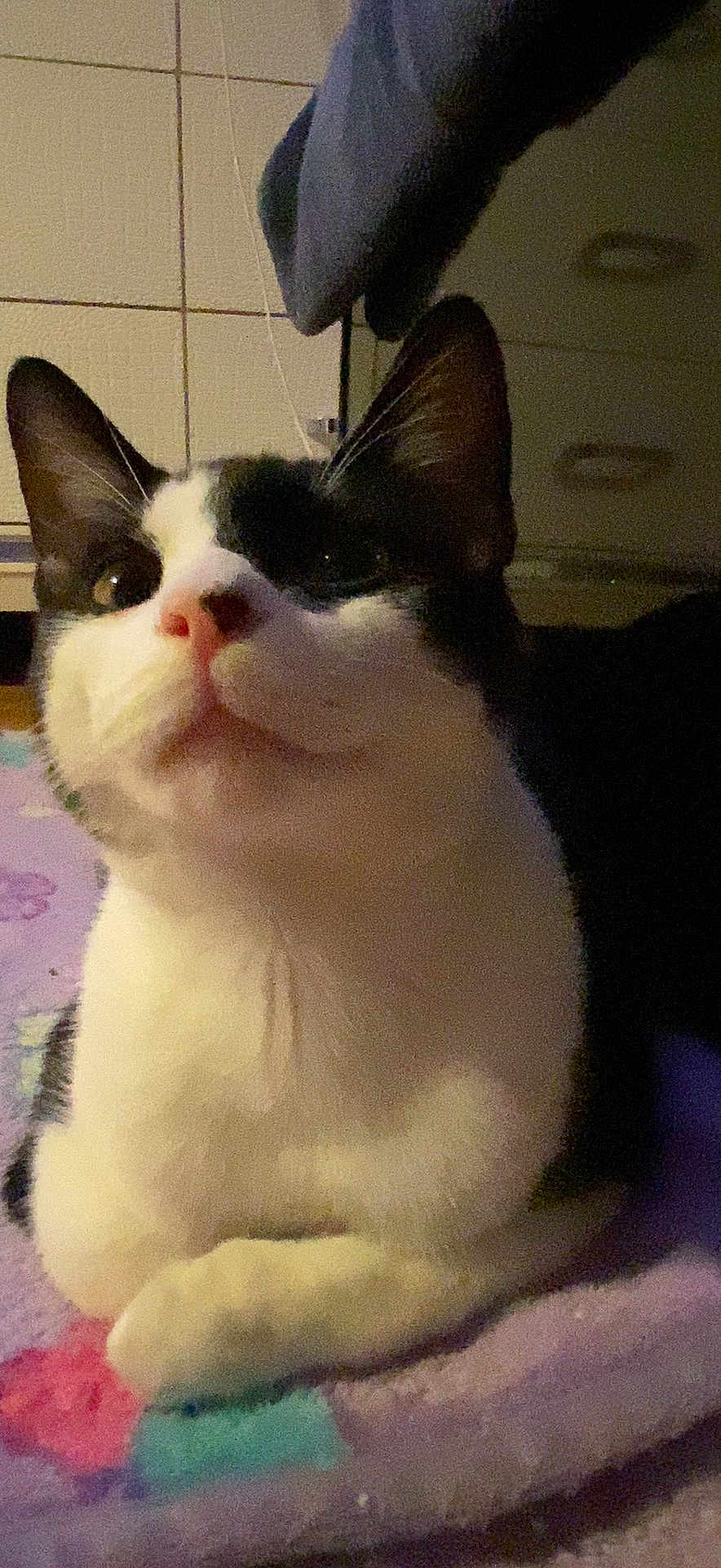 Kitty