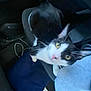 Kitty joined the competition — help win amazing prizes! cat, black_and_white, yellow_eyes, car_seat, cushion, cables, indoor, pet, animal, looking_up, whiskers, ears, fur, curious, domestic_cat, vehicle_interior, seat, dark, side_view, closeup