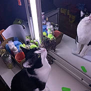Kitty joined the competition — help win amazing prizes! black_and_white_cat, bottle, cat, cluttered, container, curious, desk, domestic, feline, green_object, household_items, indoor, looking_up, mirror, notebook, pet, purple_light, reflection, soft_lighting, white_surface