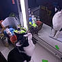 black_and_white_cat, bottle, cat, cluttered, container, curious, desk, domestic, feline, green_object, household_items, indoor, looking_up, mirror, notebook, pet, purple_light, reflection, soft_lighting, white_surface