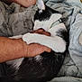 animal, arm, bite, black_and_white, blanket, cat, collar, comfort, cozy, cute, fur, grip, hand, indoor, person, pet, playful, resting, soft, tattoo