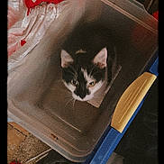 Meowmeow joined the competition — help win amazing prizes! animal, bag, black_and_white, box, cat, close_up, clutter, container, curiosity, curious, domestic_animal, feline, floor, household, indoor, looking_up, mystery, pet, plastic_bin, storage