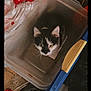 animal, bag, black_and_white, box, cat, close_up, clutter, container, curiosity, curious, domestic_animal, feline, floor, household, indoor, looking_up, mystery, pet, plastic_bin, storage