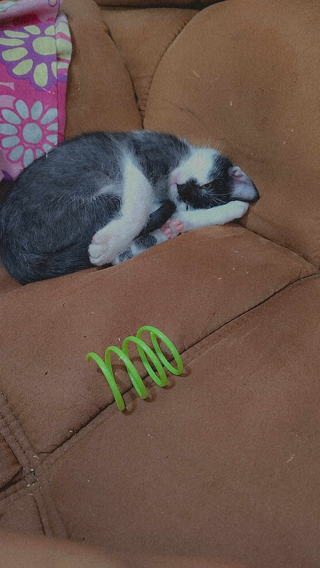 Meowmeow joined the competition — help win amazing prizes! cat, sleeping, sofa, brown_couch, black_and_white_cat, curled_up, pet, indoor, cozy, feline, paw, blanket, toy, relaxing, animal, fur, cute, resting, home, comfort