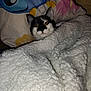Meowmeow is registered to the contest to win money with this photo: animal, black_and_white_cat, blanket, cat, closeup, cozy, curious, cute, domestic_cat, eyes, fur, head, indoor, pet, pillow, resting, sleepy, snuggled, soft_texture, whiskers