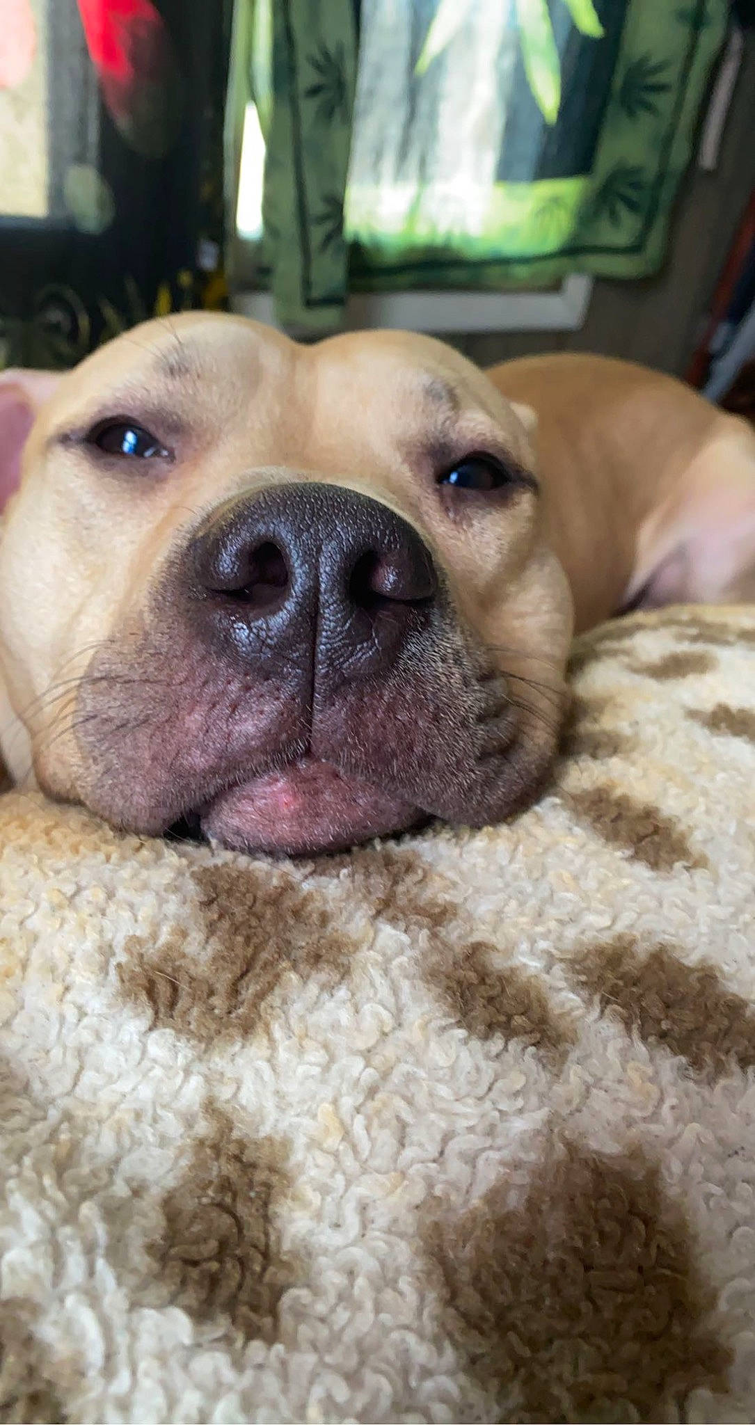 Kobe joined the competition — help win amazing prizes! canidae, carnivore, collar, comfort, companion_dog, dog, dog_breed, fawn, fur, guard_dog, molosser, non_sporting_group, ori_pei, snout, sporting_group, terrestrial_animal, whiskers, working_animal, working_dog, wrinkle