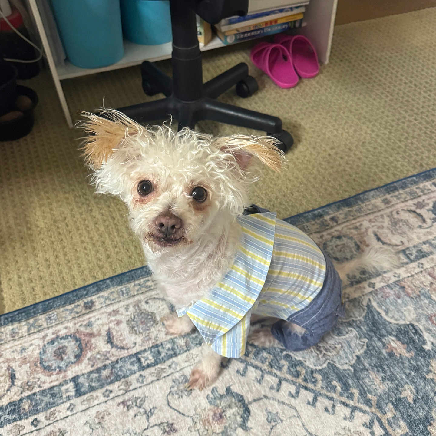 Lucky is registered to the contest to win money with this photo: books, carpet, chair, clothing, cozy, curly_hair, cute, denim, dog, expression, floor, furniture, indoor, looking_up, patterned_rug, pet, shelf, slippers, small_dog, striped_shirt
