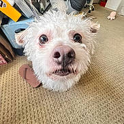 Lucky is registered to the contest to win money with this photo: dog, white_dog, fluffy, pet, indoor, carpet, person, sitting, shoe, box, furniture, room, home, curious, close_up, animal, cute, nose, fur, eyes
