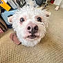 dog, white_dog, fluffy, pet, indoor, carpet, person, sitting, shoe, box, furniture, room, home, curious, close_up, animal, cute, nose, fur, eyes