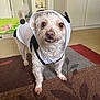 dog, small_dog, curly_hair, white_hoodie, pet_clothing, indoor, carpet, patterned_rug, smiling_dog, cute_pet, animal, canine, fur, standing, four_legs, ears, tail, room, door, cozy